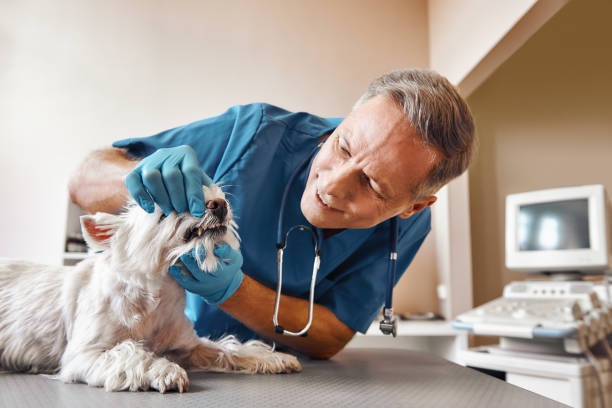 Best Walk-In Emergency Dental Services in West Jordan, UT